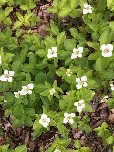 Bunchberry (Cornus canadensis), photograph