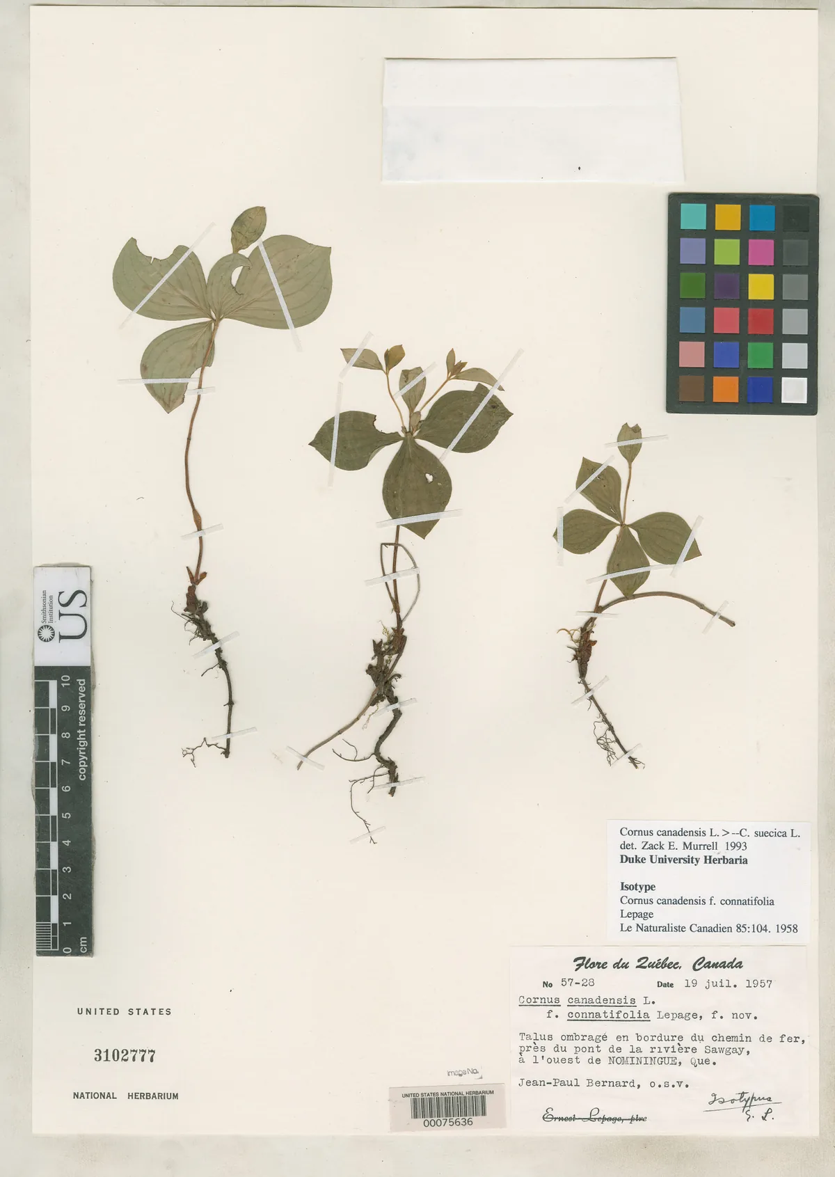 Bunchberry (Cornus canadensis), photograph