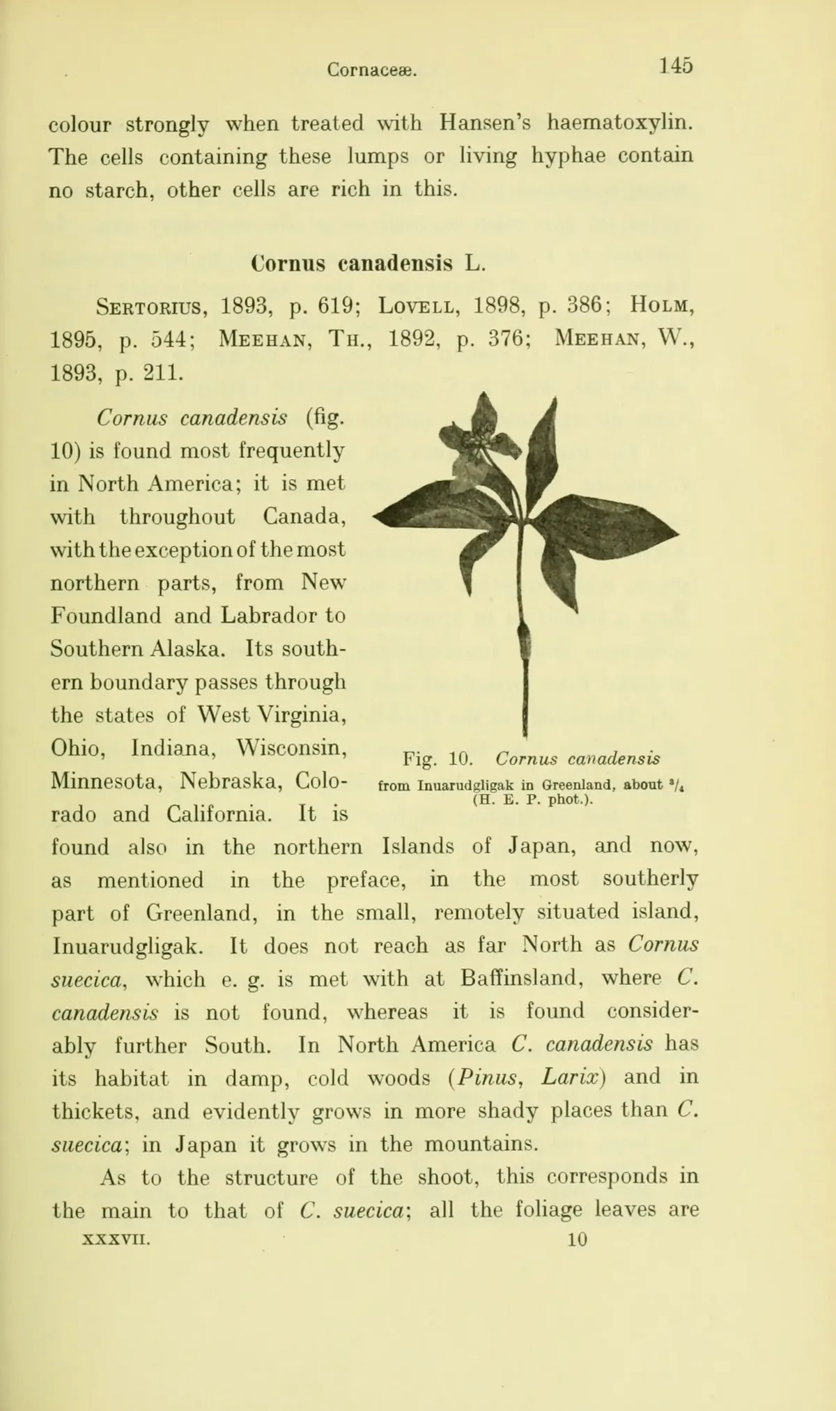 Bunchberry (Cornus canadensis), botanical illustration