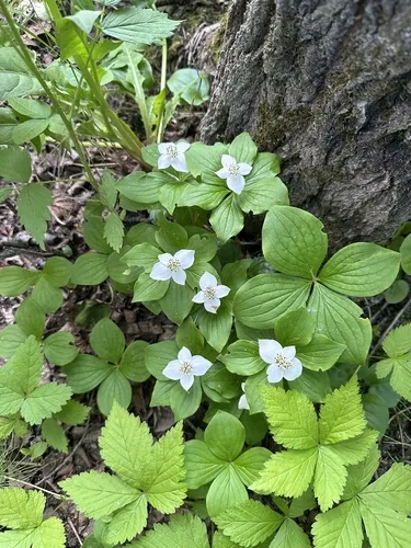 Photo: no rights reserved · CC0 · via iNaturalist bunchberry (Cornus canadensis), photograph