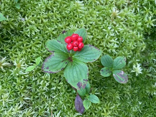Bunchberry (Cornus canadensis), photograph