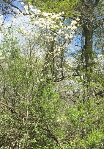flowering dogwood (Cornus florida), photograph