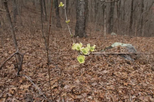 flowering dogwood (Cornus florida), photograph