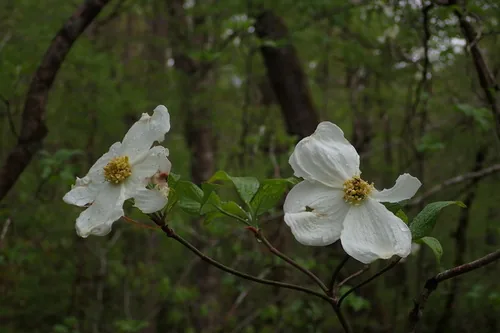Dogwood, photograph