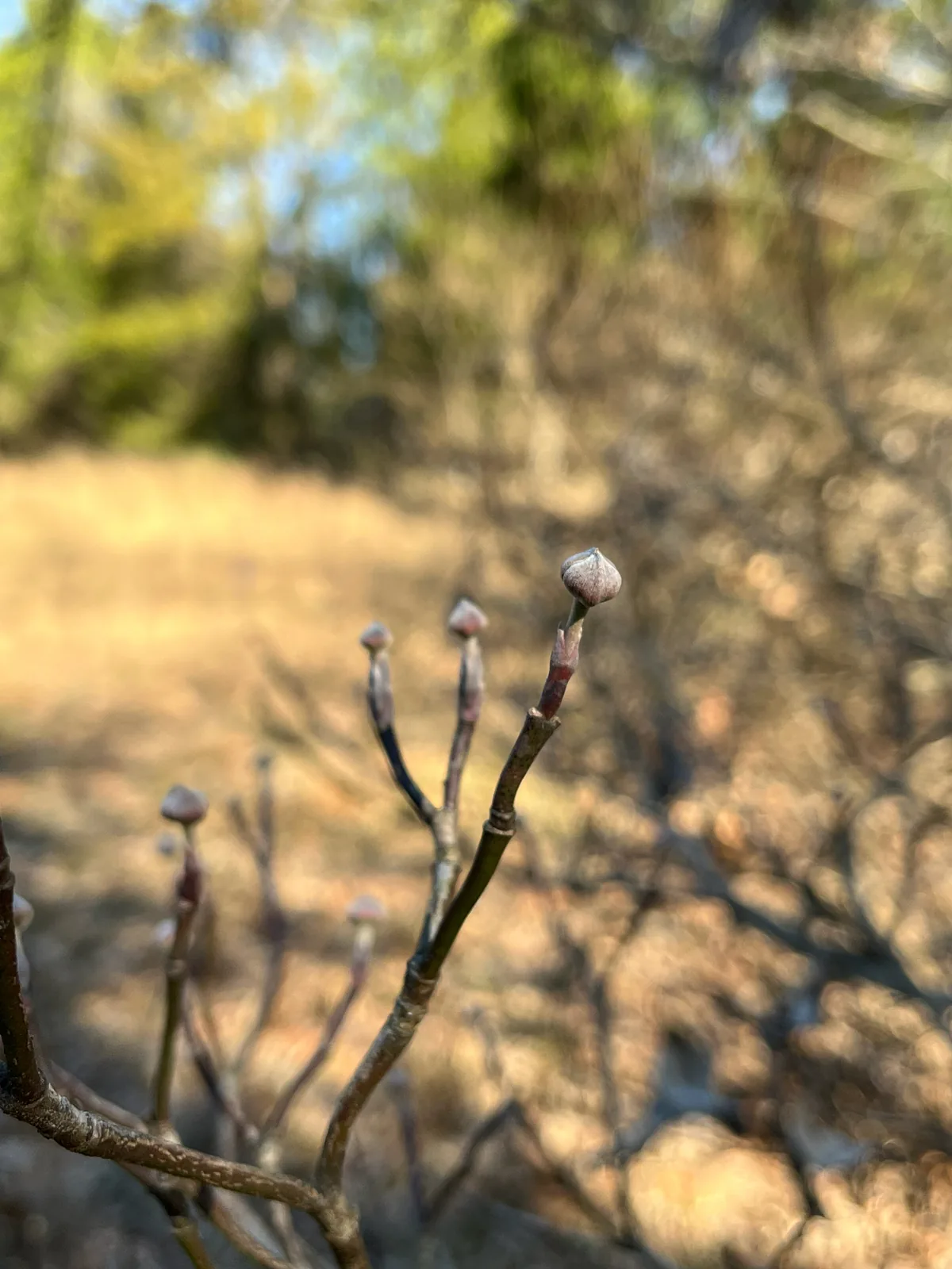 flowering dogwood (Cornus florida), photograph