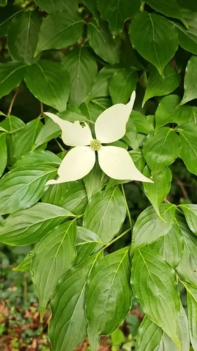 Kousa Dogwood (Cornus kousa), photograph