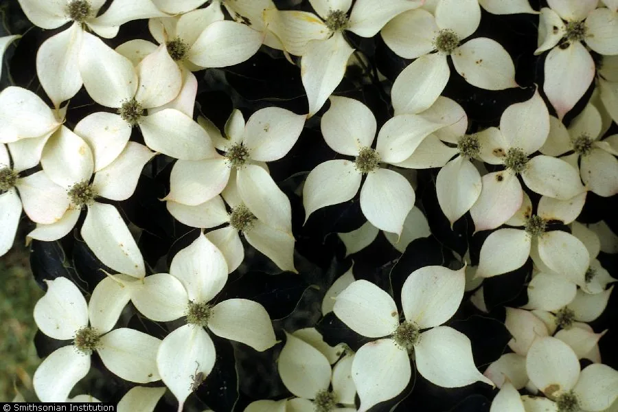 Kousa Dogwood (Cornus kousa), photograph