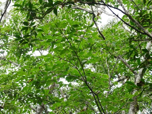 Photo: (c) Jacy Chen, some rights reserved (CC BY) · cc-by · via iNaturalist Kousa Dogwood (Cornus kousa), photograph