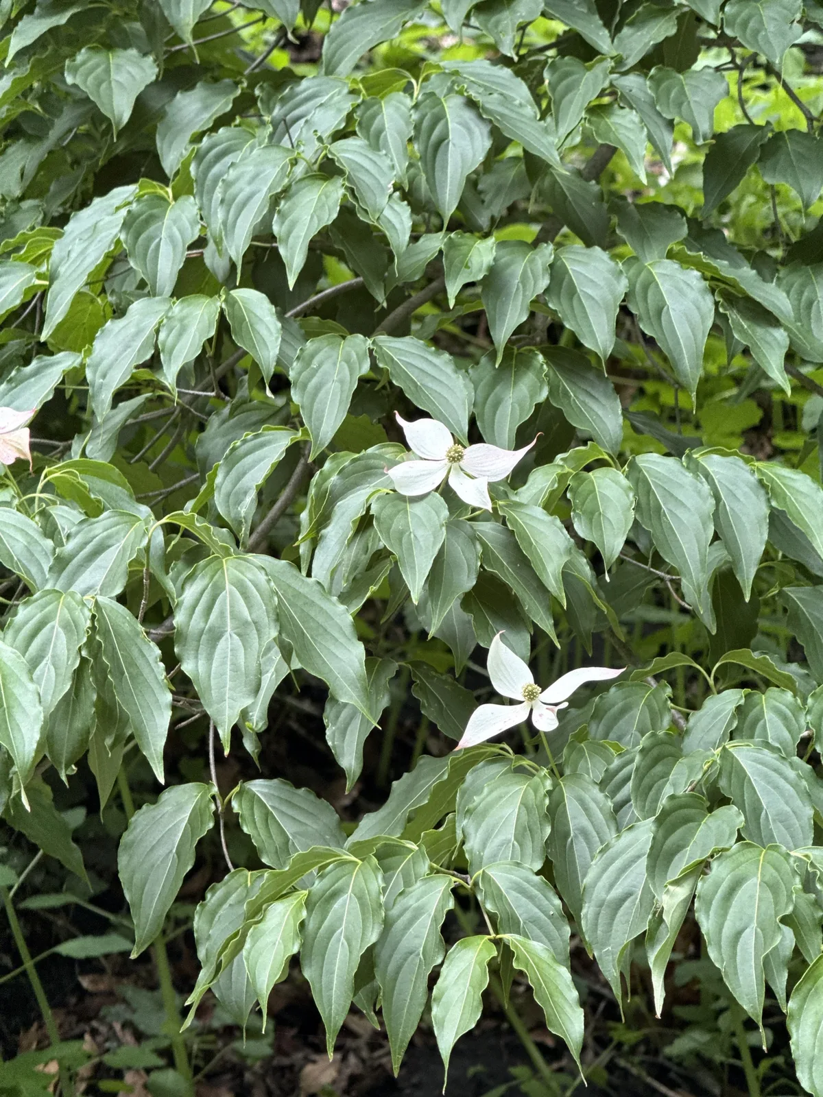 Kousa Dogwood (Cornus kousa), photograph