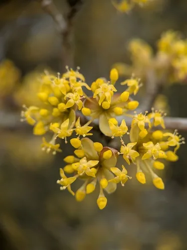 Cornelian Cherry (Cornus mas), photograph