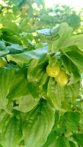 Photo: no rights reserved · cc0 · via iNaturalist Cornelian Cherry (Cornus mas), photograph