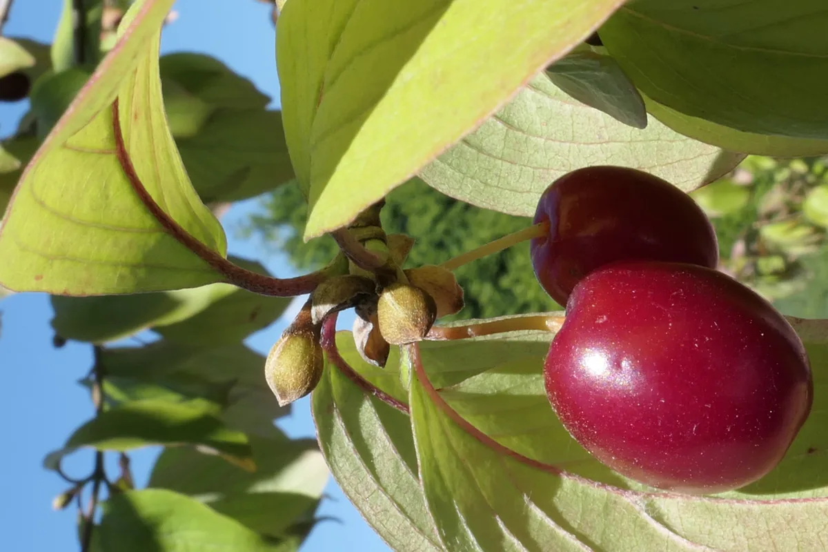 Photo: Velotopist, via Wikimedia Commons · CC BY-SA 4.0 · via Wikimedia Commons cornelian cherry (Cornus mas), photograph