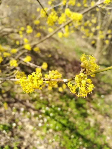 Cornelian Cherry (Cornus mas), photograph