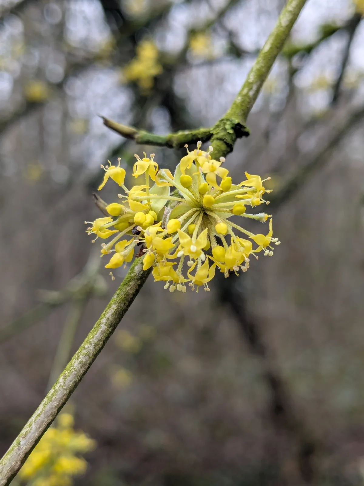 Cornelian Cherry (Cornus mas), photograph