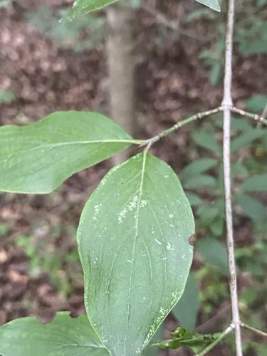 Cornelian Cherry (Cornus mas), photograph