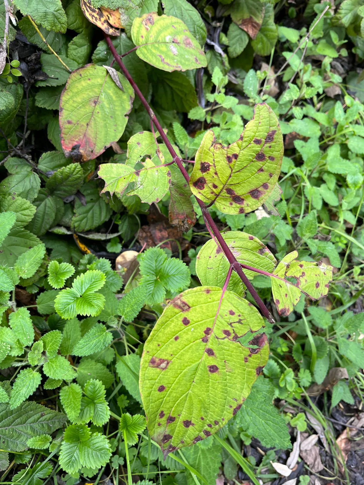 Red Twig Dogwood (Cornus sericea), photograph