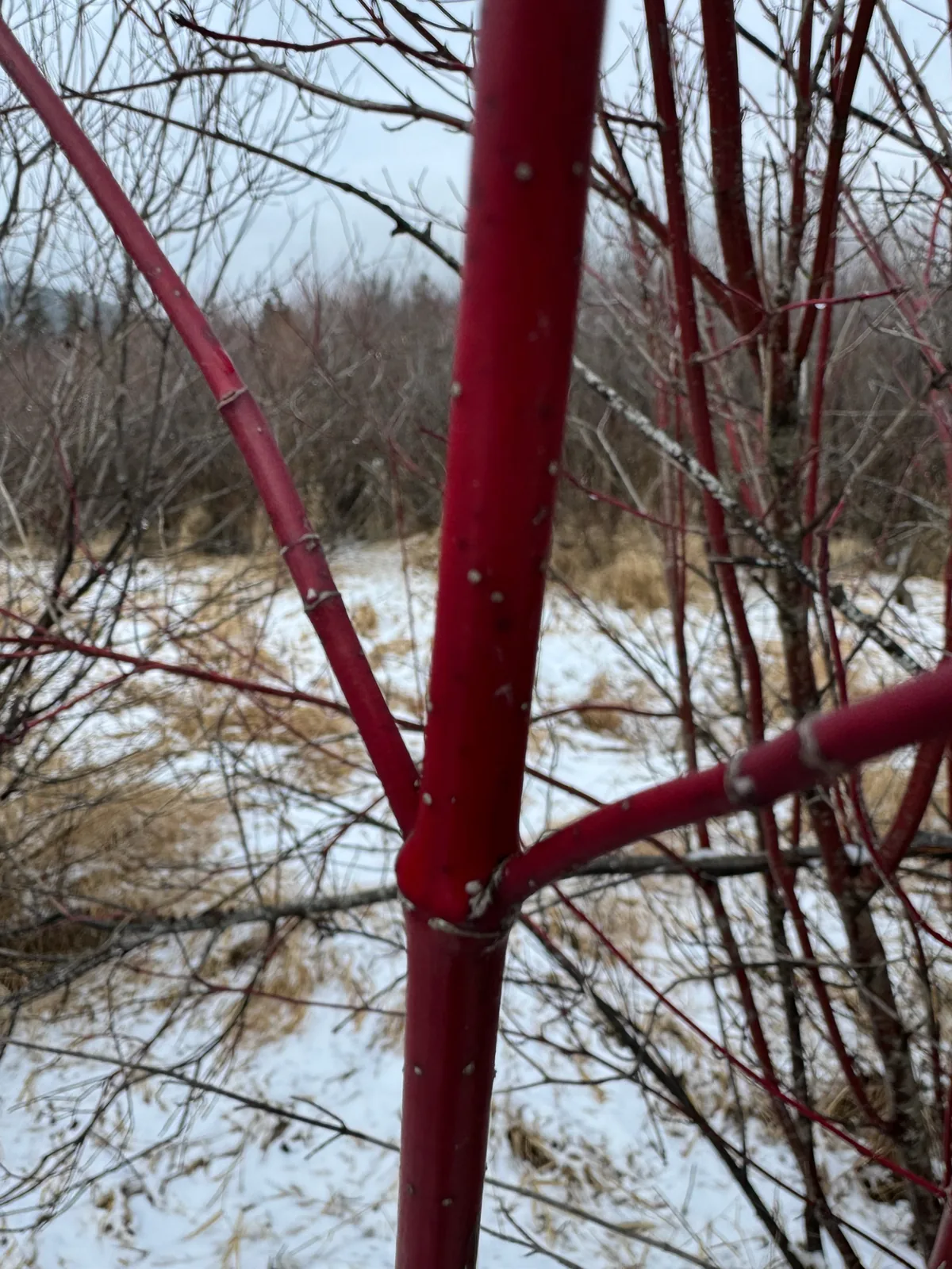 Red Twig Dogwood (Cornus sericea), photograph