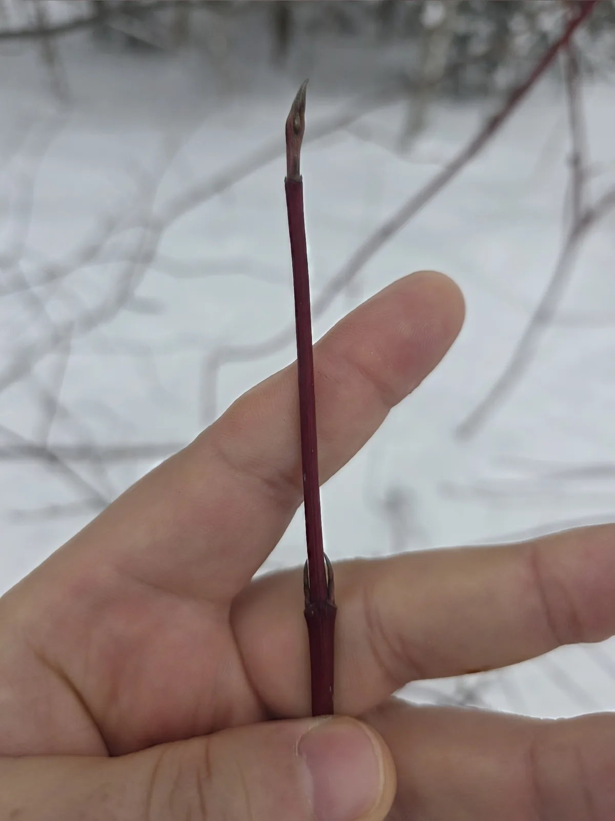 Red Twig Dogwood (Cornus sericea), photograph
