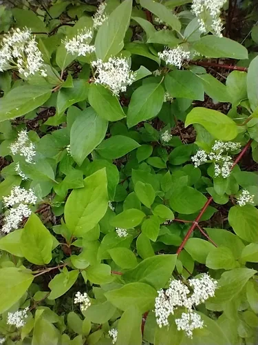 red twig dogwood (Cornus sericea), photograph