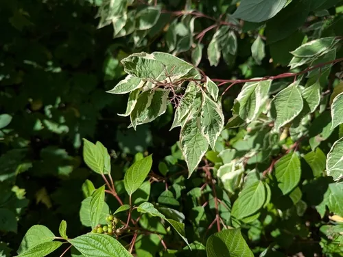 Photo: (c) Ryan Sorrells, some rights reserved (CC BY) · cc-by · via iNaturalist Red Twig Dogwood (Cornus sericea), photograph