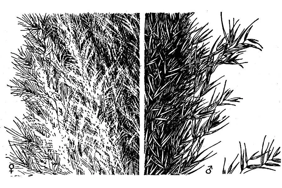 pampas grass (Cortaderia selloana), botanical illustration