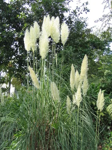 Photo: (c) zebedeugalinha, some rights reserved · CC BY · via iNaturalist pampas grass (Cortaderia selloana), photograph