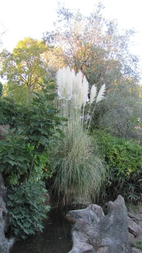 pampas grass (Cortaderia selloana), photograph