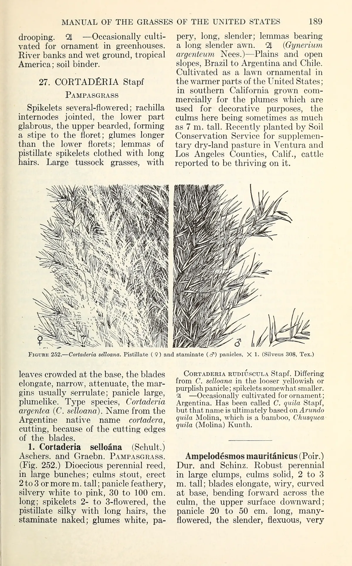 pampas grass (Cortaderia selloana), botanical illustration