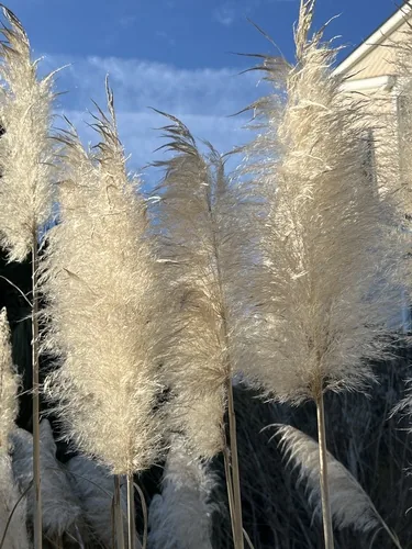pampas grass (Cortaderia selloana), photograph