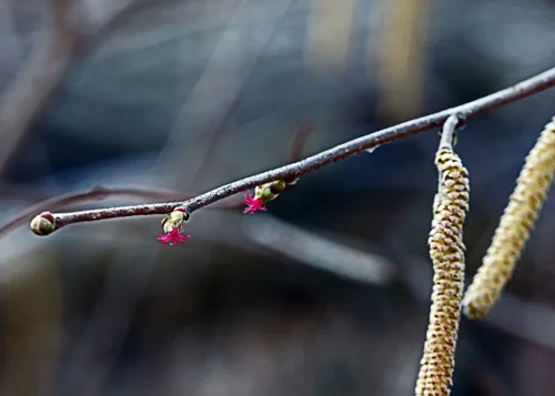 Photo: (c) Steve Waslo, some rights reserved (CC BY) · cc-by · via iNaturalist hazelnut (Corylus americana), photograph