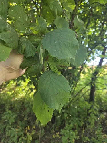 hazelnut (Corylus americana), photograph