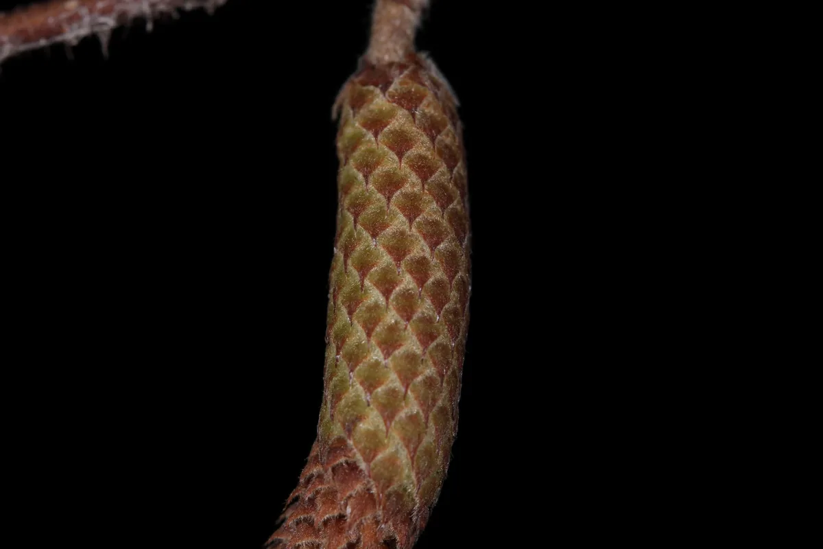 hazelnut (Corylus americana), photograph