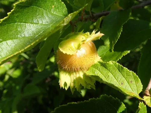 Hazelnut, photograph