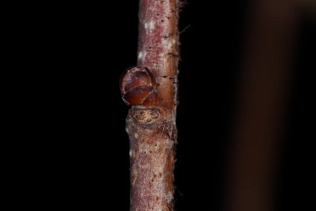 hazelnut (Corylus americana), photograph