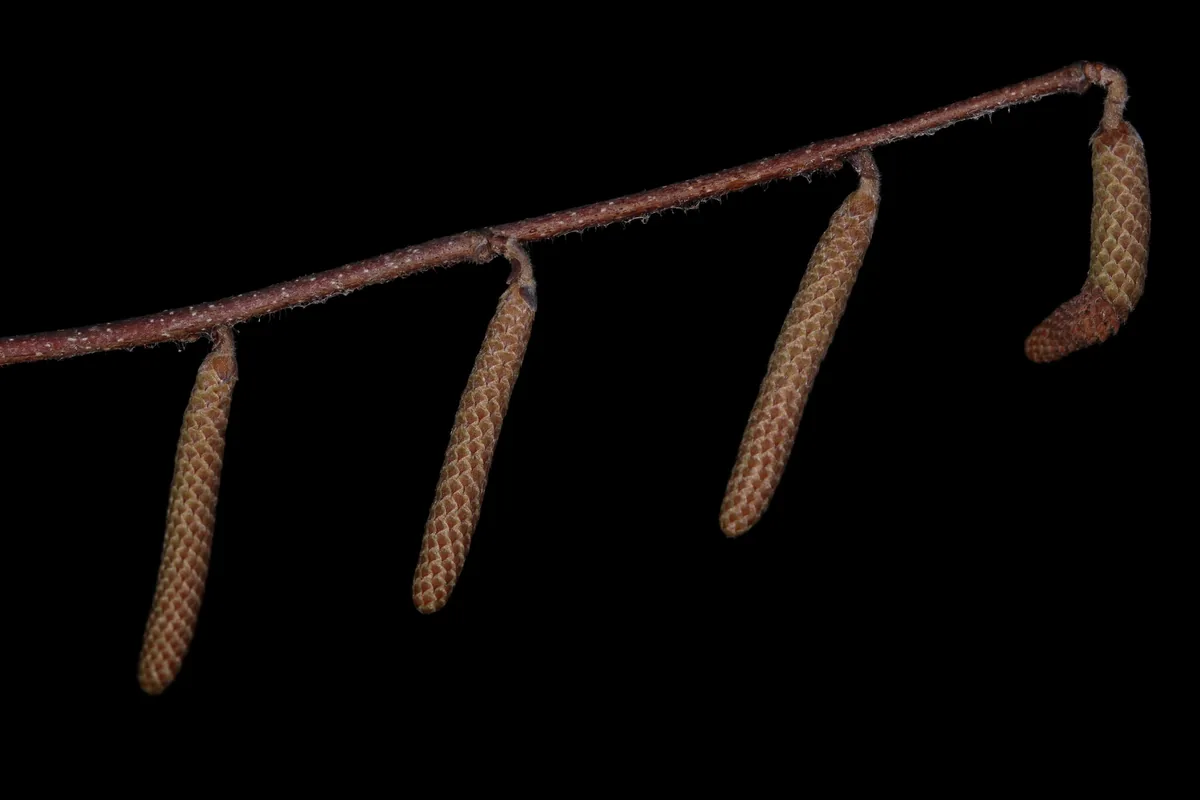hazelnut (Corylus americana), photograph