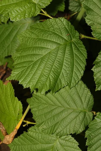Photo: no rights reserved · cc0 · via iNaturalist European Hazelnut (Corylus avellana), photograph
