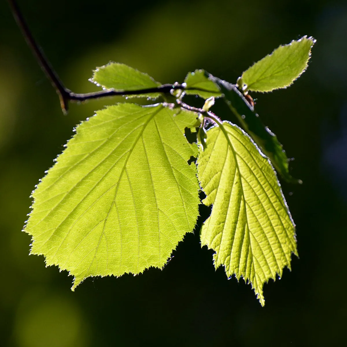 European Hazelnut (Corylus avellana), photograph