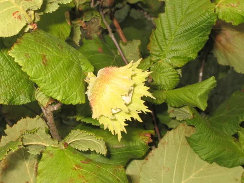 European Hazelnut (Corylus avellana), photograph