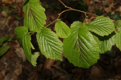 European Hazelnut (Corylus avellana), photograph