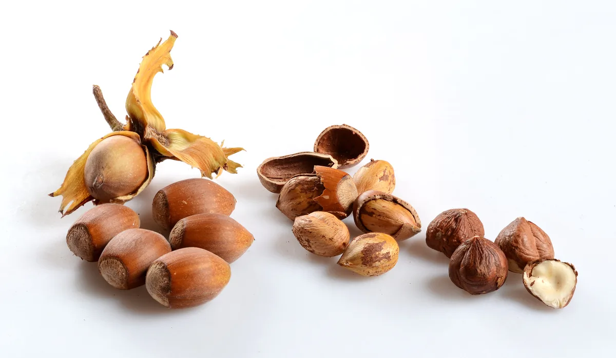 Photo: Simon A. Eugster (User:LivingShadow), , via Wikimedia Commons · CC BY-SA 3.0 · via Wikimedia Commons European hazelnut (Corylus avellana), photograph