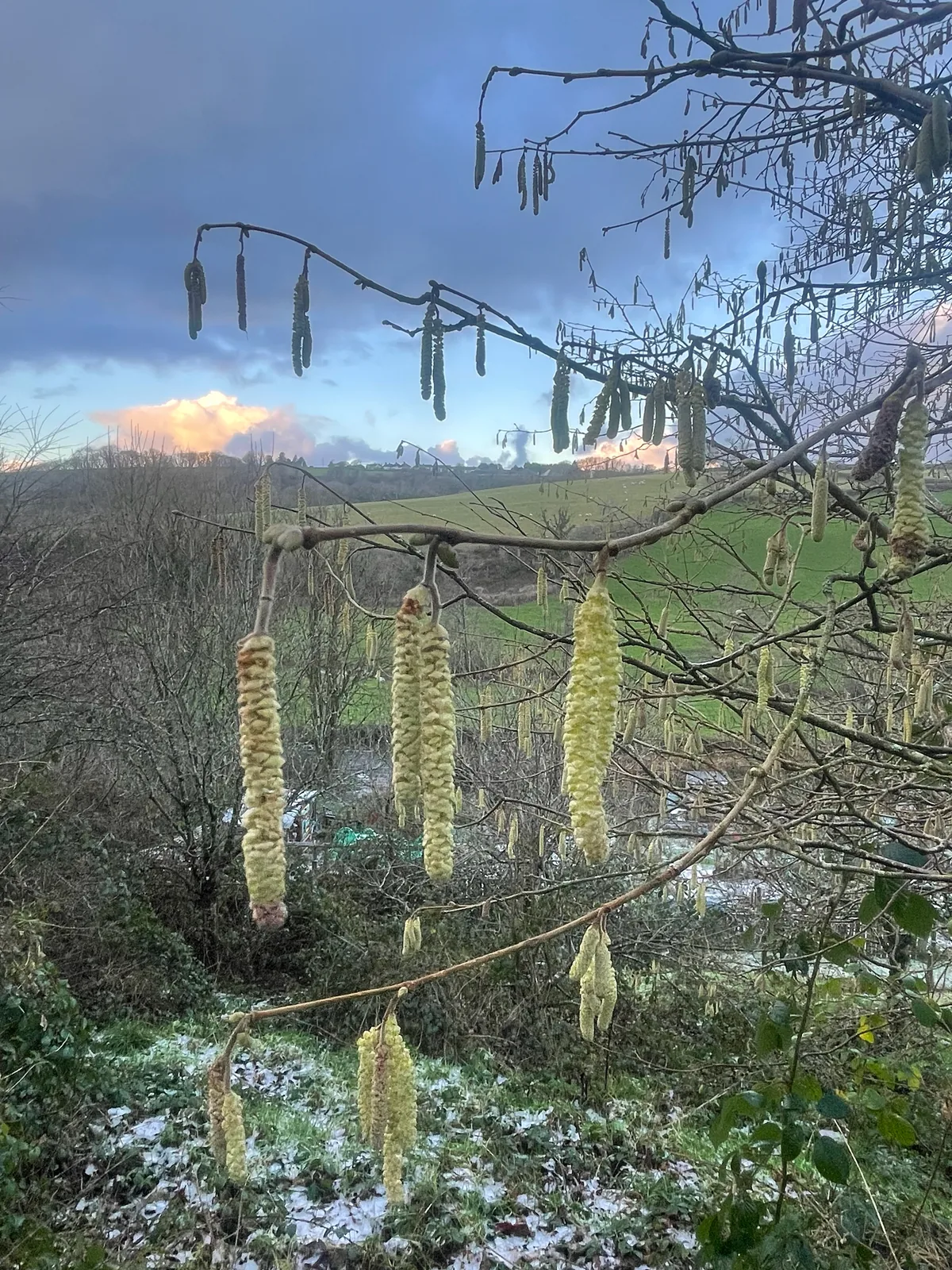 European Hazelnut (Corylus avellana), photograph