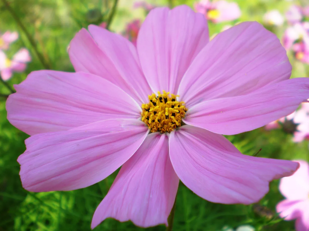 Photo: Hugo.arg · CC BY-SA 3.0 · via Wikimedia Commons cosmos (Cosmos bipinnatus), photograph