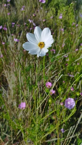 Photo: (c) Irving Merino, some rights reserved (CC BY) · cc-by · via iNaturalist Cosmos (Cosmos bipinnatus), photograph