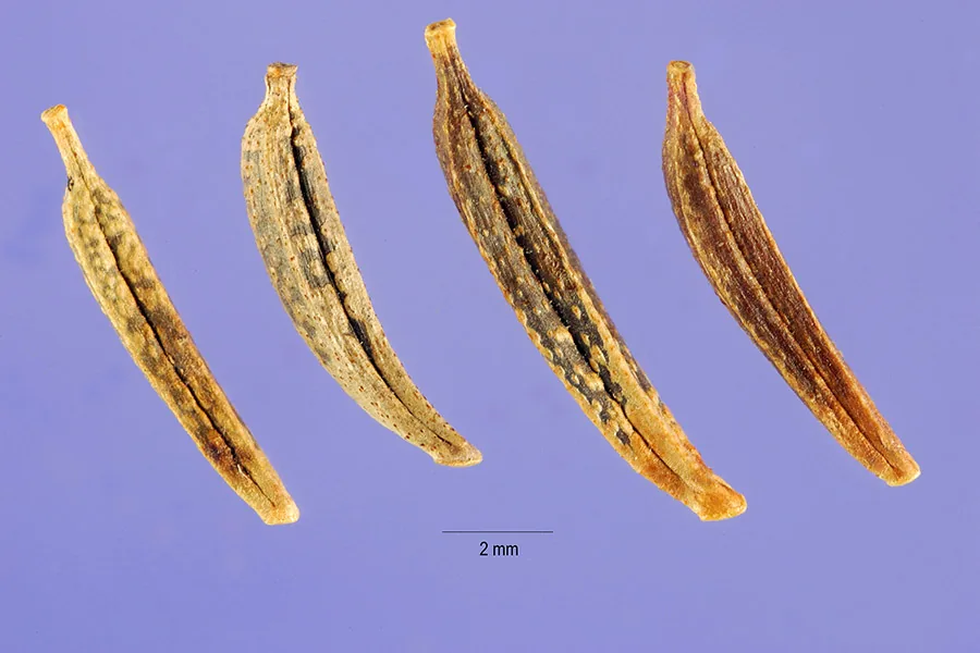 Cosmos (Cosmos bipinnatus), photograph