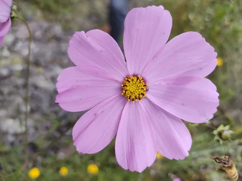Cosmos (Cosmos bipinnatus), photograph