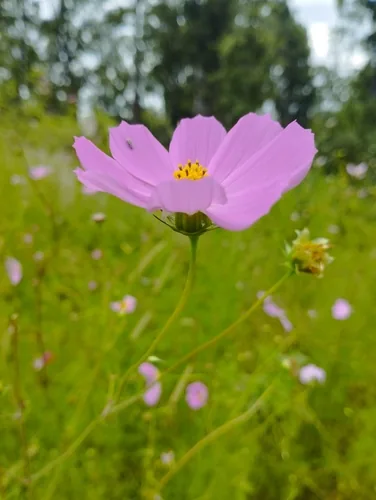 Cosmos (Cosmos bipinnatus), photograph