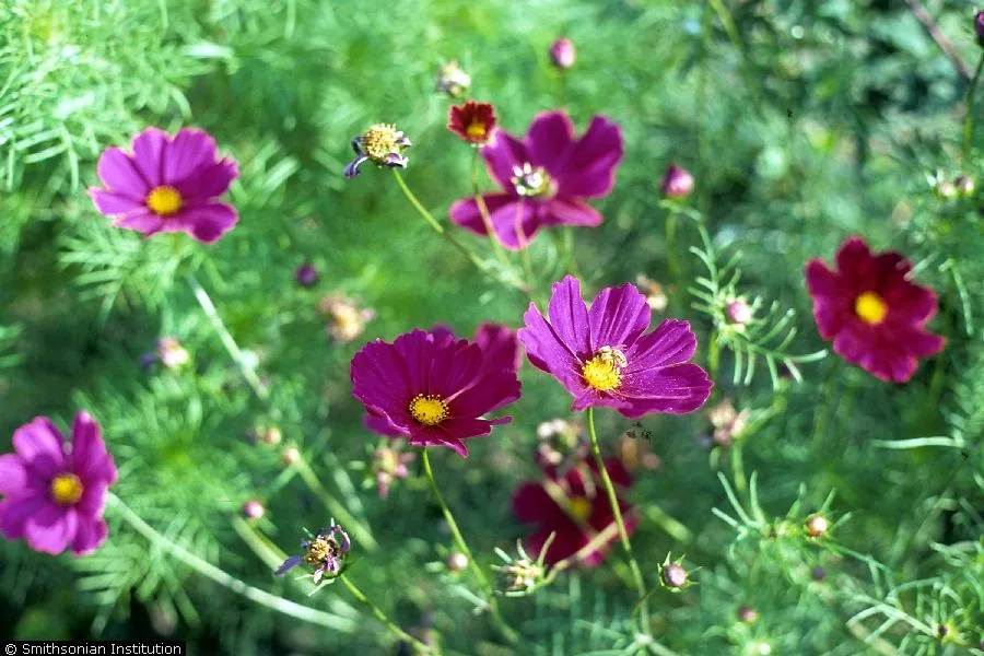 Cosmos (Cosmos bipinnatus), photograph