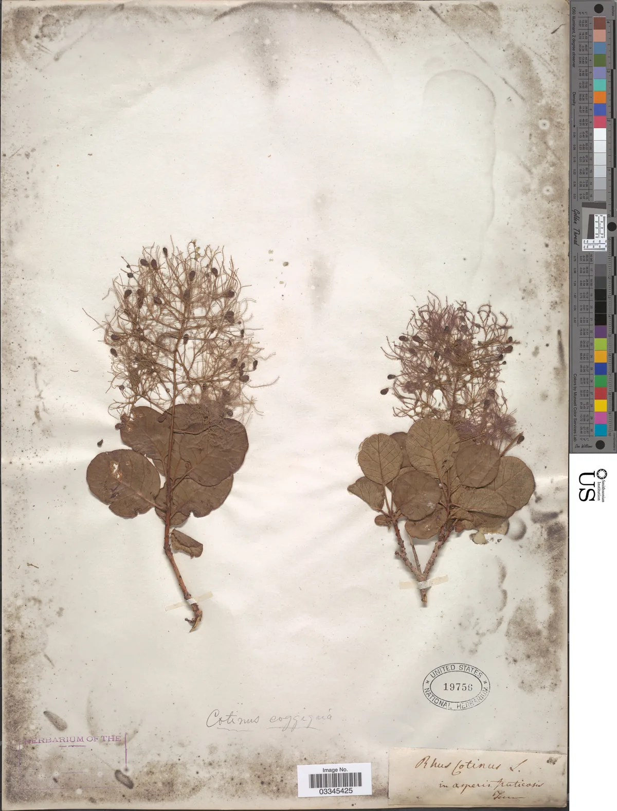Smoke Tree (Cotinus coggygria), photograph