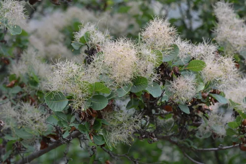 Smoke Tree (Cotinus coggygria), photograph