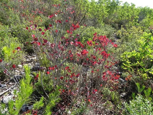 Smoke Tree (Cotinus coggygria), photograph